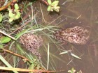 Rhinella fernandezae